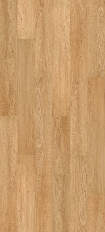 Harbinger Bonsai Maple 6